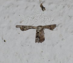 Antiplecta triangularis