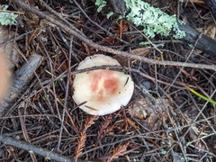 Russula bicolor