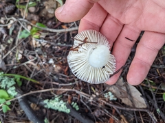 Russula bicolor