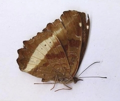 Eurytela hiarbas
