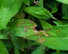 Septoria polygonorum