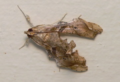 Terastia africana