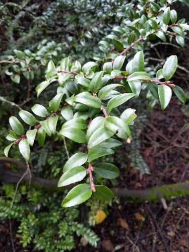 Vaccinium ovatum