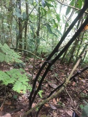 Dioscorea mexicana