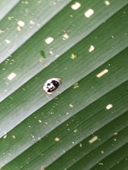 Aslamidium semicirculare