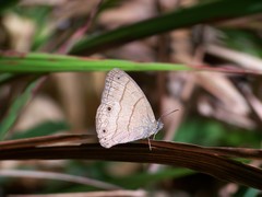 Hermeuptychia atalanta