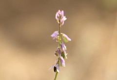 Polygala paniculata