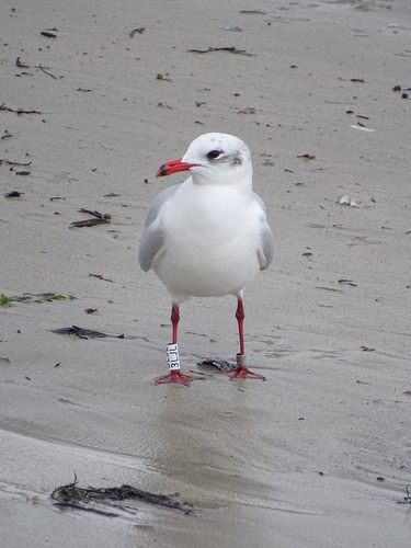 Gaviota cabecinegra (Larus melanocephalus)