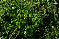 Ranunculus cheesemanii