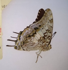 Charaxes achaemenes