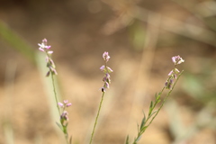 Polygala paniculata