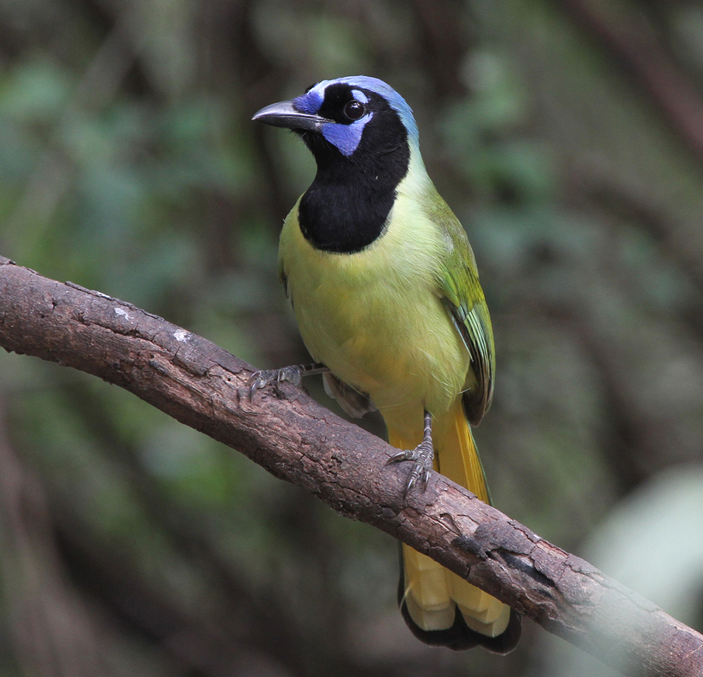 Cyanocorax Jays and Magpie-jays