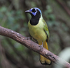 Cyanocorax Jays and Magpie-Jays - Photo (c) Kenn Kaufman, some rights reserved (CC BY-NC), uploaded by Kenn Kaufman