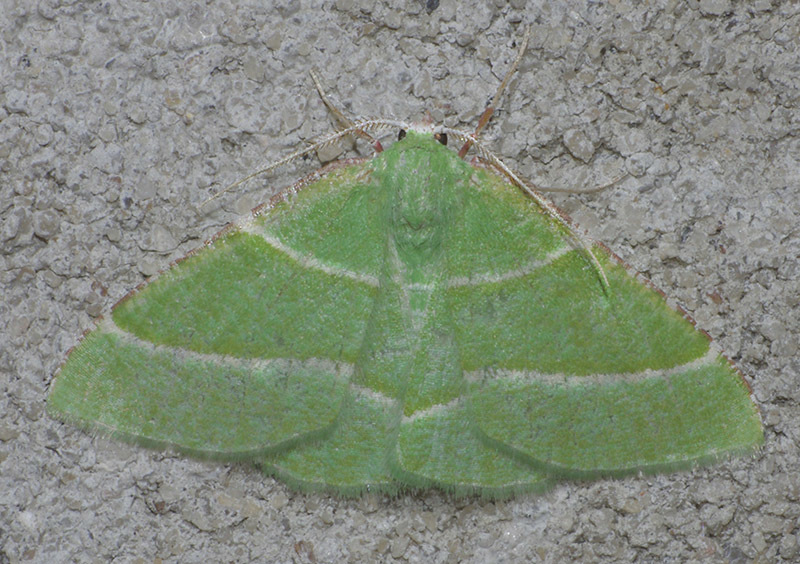 Phoenix Emerald Moth