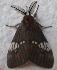 Palasea albimacula