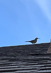 Toxostoma curvirostre