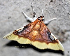 Eupastranaia lilacina
