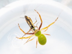 Diaea sphaeroides
