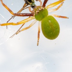 Diaea sphaeroides