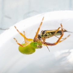 Diaea sphaeroides