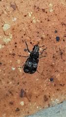 Dendropemon subfasciatus