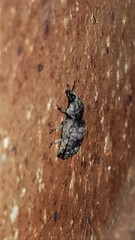 Dendropemon subfasciatus