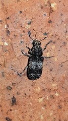 Dendropemon subfasciatus