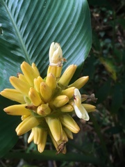 Goeppertia marantifolia