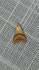 Hapaloteucha paragramma