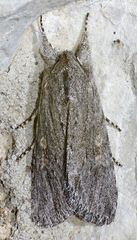 Supralathosea baboquivariensis