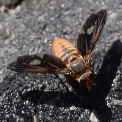 Poecilanthrax eremicus