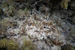 Helcogramma decurrens
