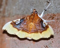 Eupastranaia lilacina