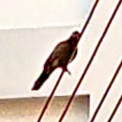 Streptopelia chinensis