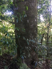 Cavanillesia platanifolia