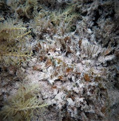 Helcogramma decurrens