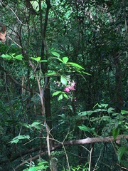 Pogonopus exsertus