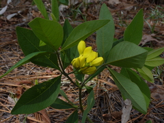 Baptisia cinerea