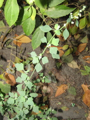 Chenopodium opulifolium