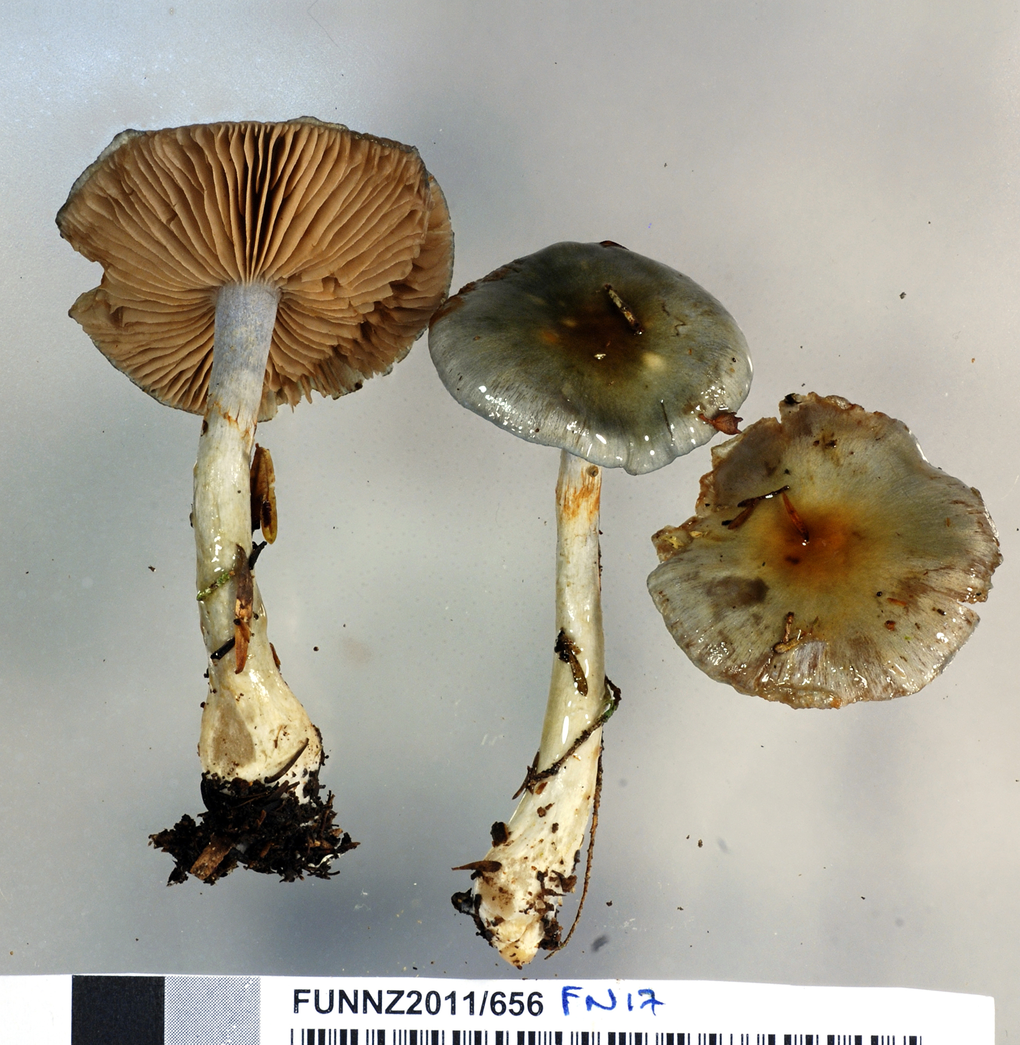 Cortinarius rotundisporus image