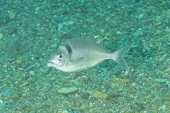 Nemadactylus macropterus