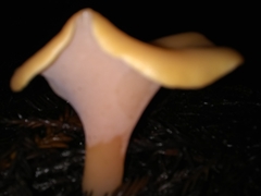 Guepinia