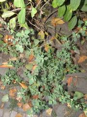 Chenopodium opulifolium