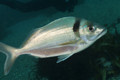 Nemadactylus macropterus