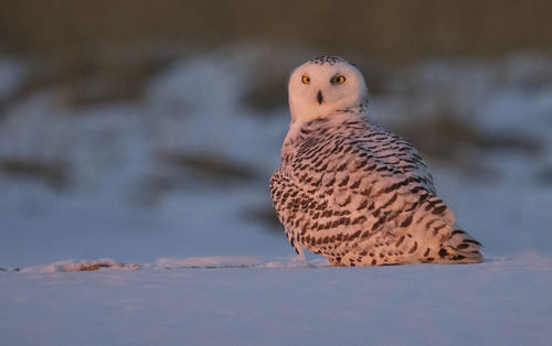 Snowy Owl photographed in New York