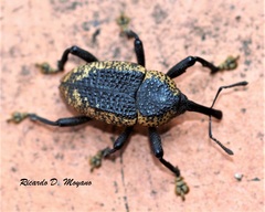 Homalinotus deplanatus