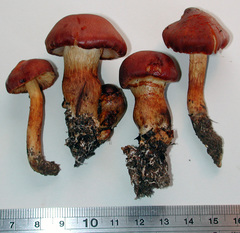 Aureonarius rubrodactylus