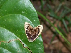 Lepidodes