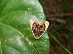 Lepidodes