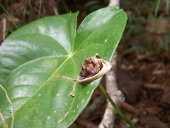 Lepidodes